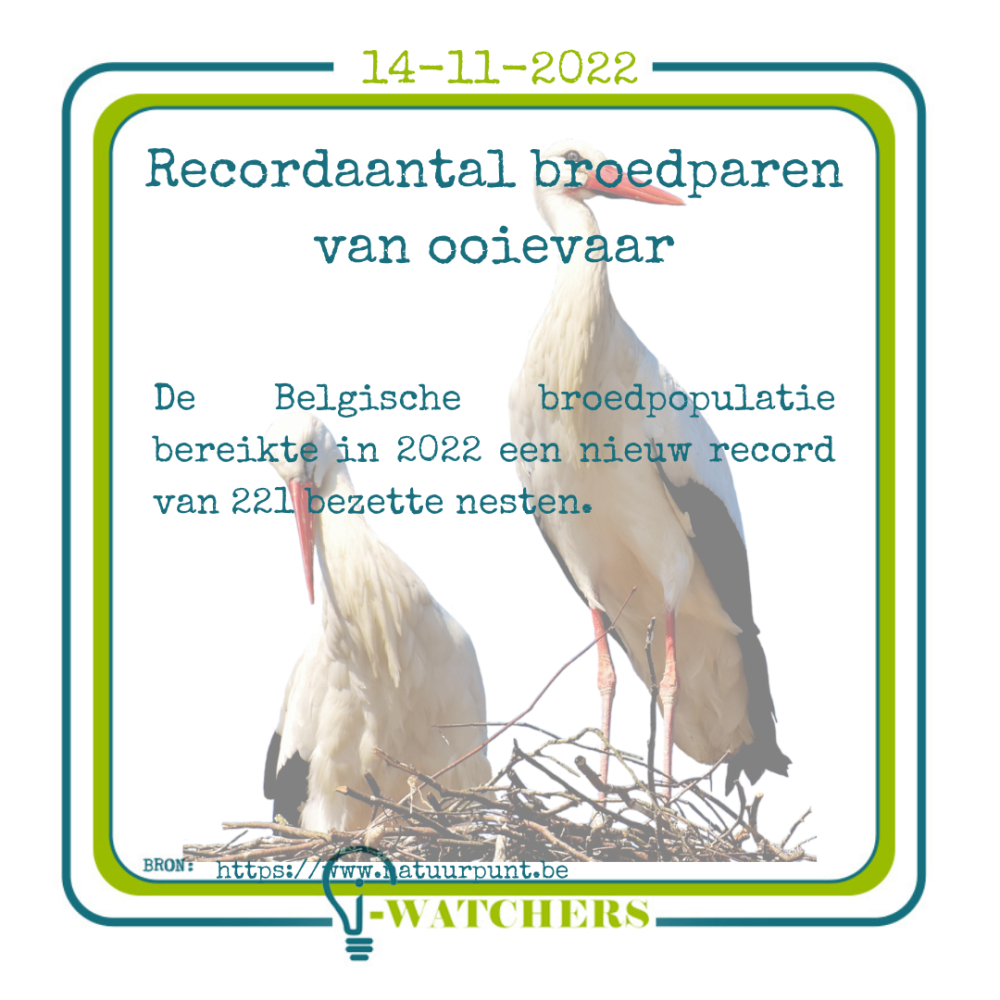 Recordaantal broedparen van ooievaar in 2022