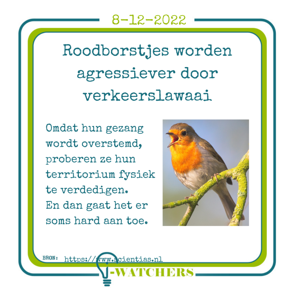 Roodborstjes worden agressiever door verkeerslawaai