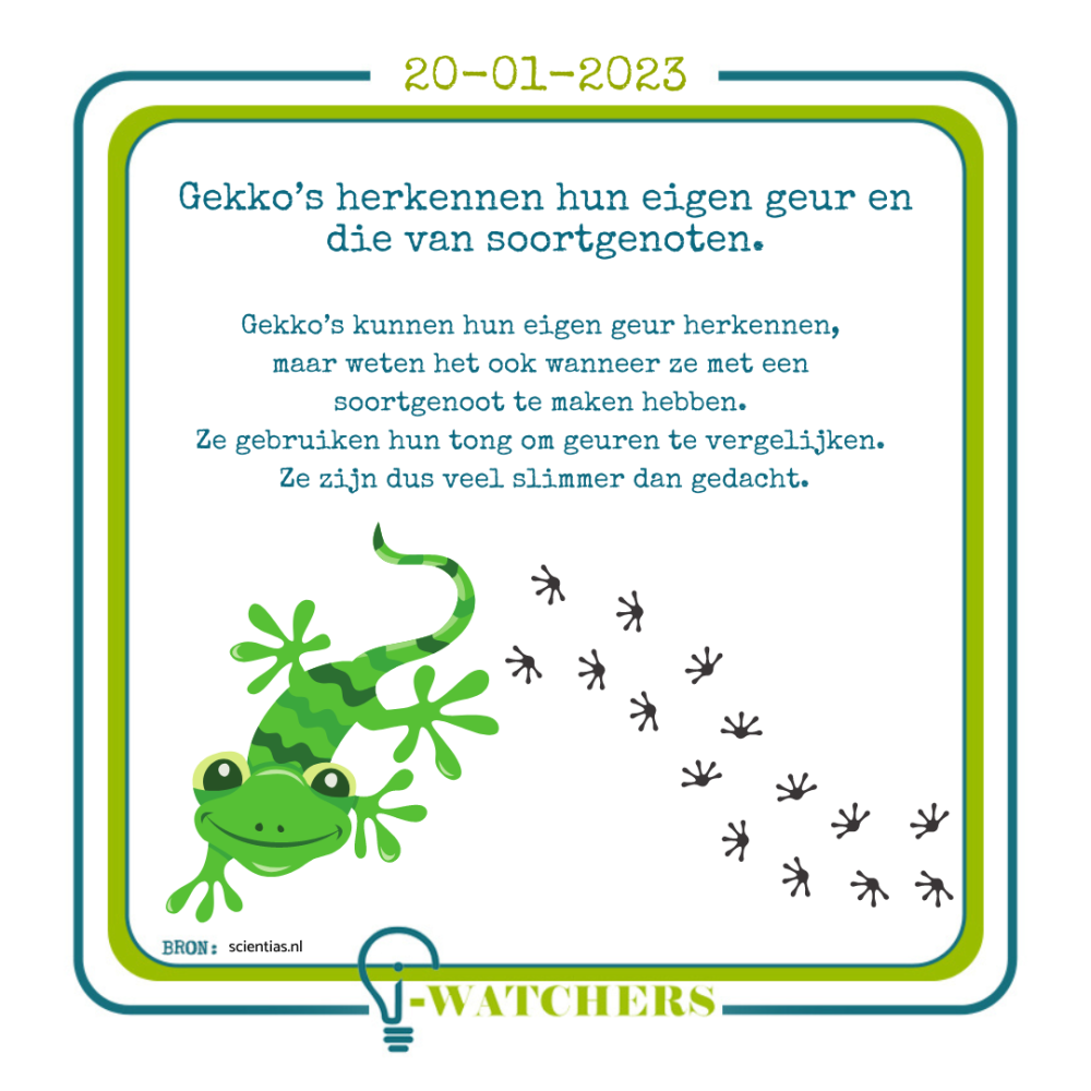 Gekko’s herkennen hun eigen geur en die van soortgenoten